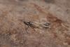 Pleurota sp.